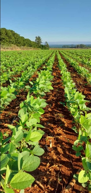 LA PRIMERA COSECHA DE SOJA ARGENTINA PROVIENE DE CORRIENTES
