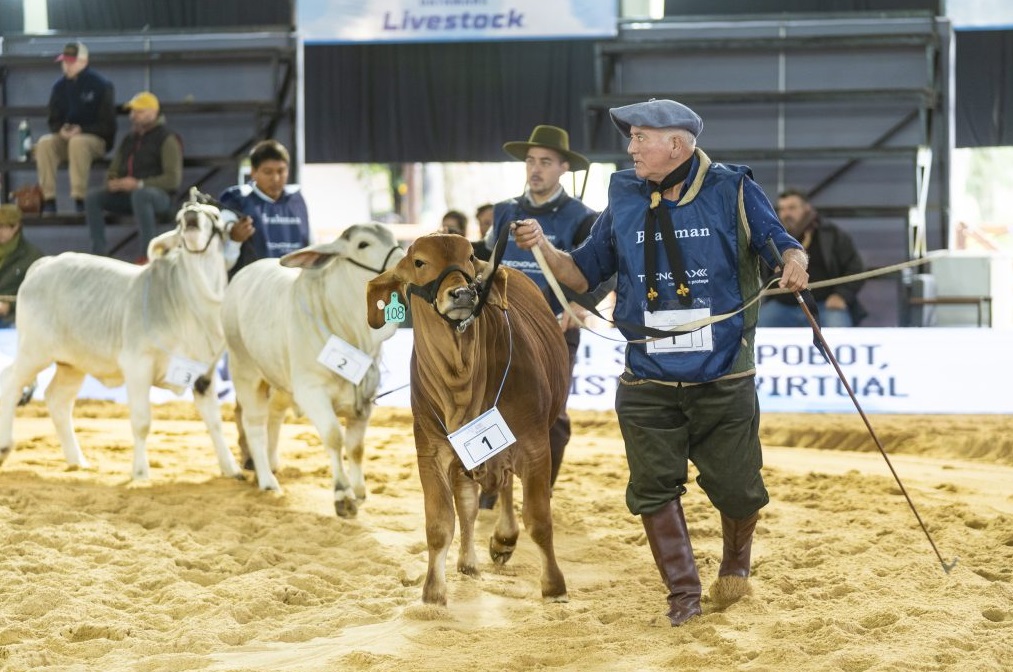 Con jurado estadounidense en Corrientes, premiaron a los mejores ejemplares de Brahman