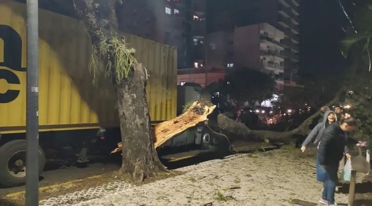CAMIÓN DE GRAN PORTE DERRIBÓ UN ÁRBOL DE LA AVENIDA VERA