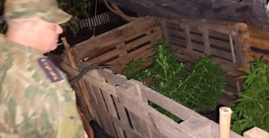 HALLAN PLANTACIÓN DE MARIHUANA EN CURUZÚ CUATIÁ