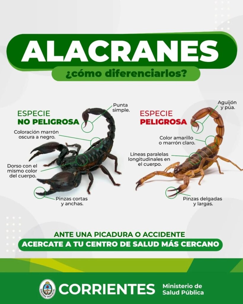 Salud Pública recuerda cómo prevenir picaduras de alacranes