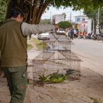 Nuevo operativo municipal contra el maltrato animal permitió rescatar 11 cotorras en cautiverio.