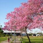 Semana del Árbol: el Municipio prepara actividades de plantación, educación y concientización.