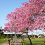 Se extendió hasta el 20 de septiembre el concurso fotográfico “La ciudad que queremos florecer”